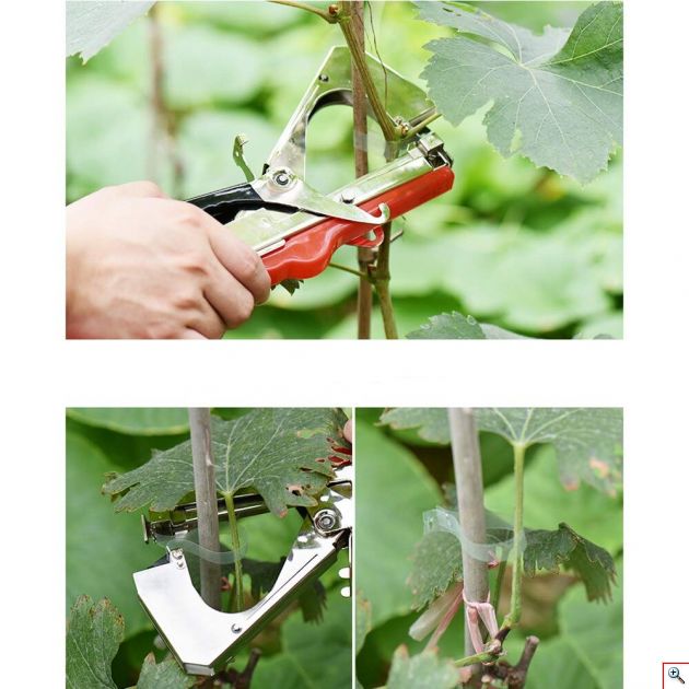 0 detiko syrraptiko ampelou ampelia anarixwmena fyta (1)