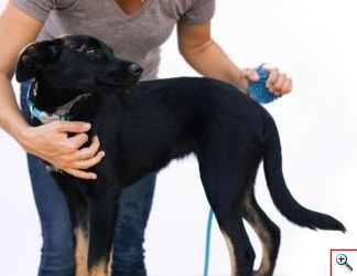 Σύστημα Καθαρισμού Ντουζ και Μασάζ 2 σε 1 για Κατοικίδια