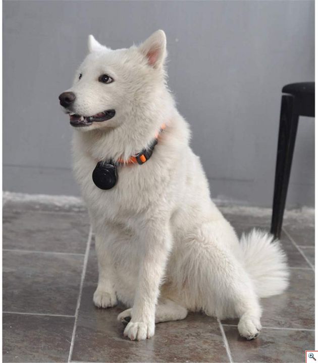 Κάμερα Κατοικίδιων με Κολάρο με Οθόνη LCD - Pet Camera Παρακολούθησης