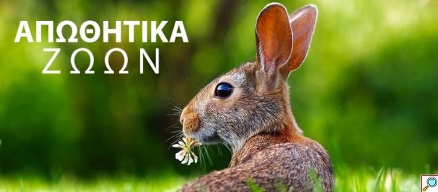 Αδιάβροχο Ηλιακό Απωθητικό Περιστεριών, Νυχτερίδων, Πουλιών - Πτηνών με Υπέρηχους Ζώα, Τρωκτικά, Αλεπούδες Επιτοίχιο Ultrasonic Bird Repeller